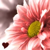 colorful flower