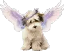 Cute angel dog