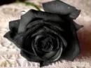 dark flower