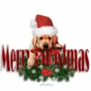 Christmas Dog