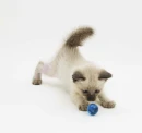 Kitten playing