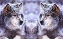 wolves