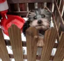 LIL YORKIE