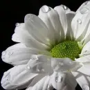 white flower
