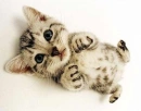 CHIBI KITTY