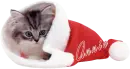 anniecatsantahat~PD