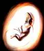 Music since the womb