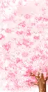 cherry blosom