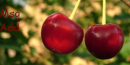 Cherries