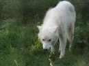 arctic wolf