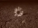 pretty flower