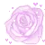 PINK ROSE