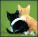 Two Kittens