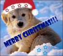 Christmas puppy!