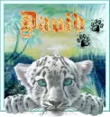David baby tiger