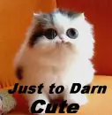 Just to Darn Cute!!