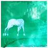 the last unicorn