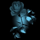 light blue flower