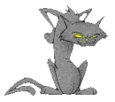 grey cat