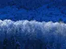 winterheart