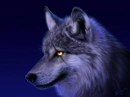 Scarred Wolf