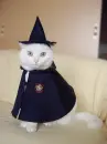 magonnagal