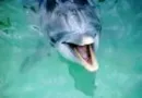 Dolphins