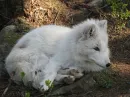 white wolf