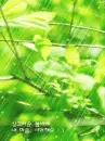 rain on tree leaves