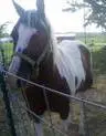 paint horse