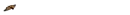 buterfly