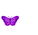 buterfly