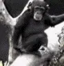 buttmonkey