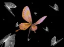 Butterfly King