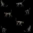 Here Kitty