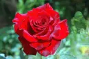 Red Rose