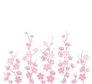 blossom