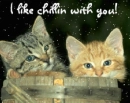 chillin cats