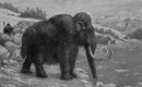 Woolly Mammoth