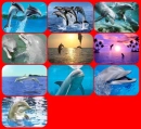 dolphin collage