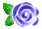 rose changing colors
