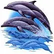 Dolphins