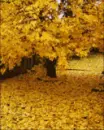 seasons