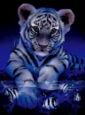 white baby tiger