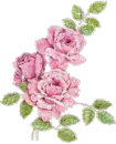 pink roses