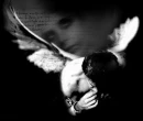 Fallen Angel