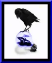 crow and butterfly