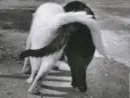 dogs love