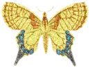yellow butterfly