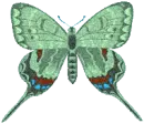 green butterfly